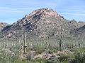 Il Parco nazionale dei Saguaro, in Arizona.