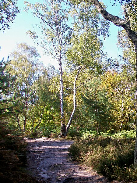 File:Saint-Prix (95), lieu-dit les Sapins Brûlés, forêt de Montmorency (1).jpg