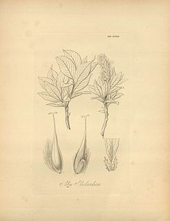 <i>Salix richardsonii</i> Species of flowering plant