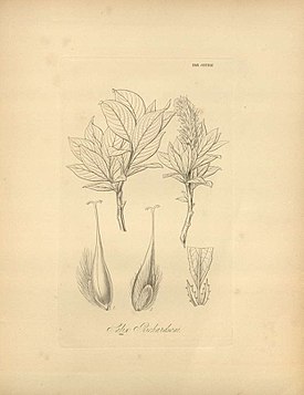 Ива Ричардсона (иллюстрация Уильяма Гукера, 1840).