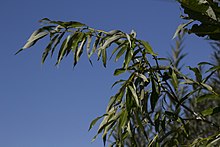 Salix rorida 162087473.jpg