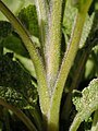 Salvia officinalis 2020-05-22 9140.jpg