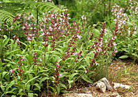 Salvia officinalis  Tipo-specio