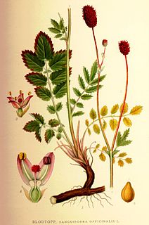 <i>Sanguisorba officinalis</i> Species of flowering plant in the rose family Rosaceae