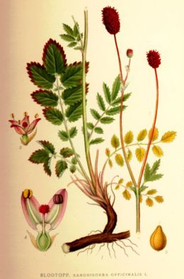 Őszi vérfű (Sanguisorba officinalis)