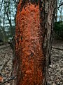 Sap Yeast (Cystofilobasidium macerans) fungi growing on sap oozing from a tree