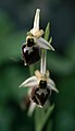 Ophrys panormitana praecox