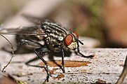 Dies ist wohl ein Männchen. Man trifft die Tiere meist auf dem Boden sitzend. Hier gibt es scheinbar attraktive Plätze die wiederholt besetzt werden.