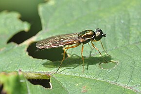 Beskrivelse av Sargus bipunctatus.JPG-bildet.