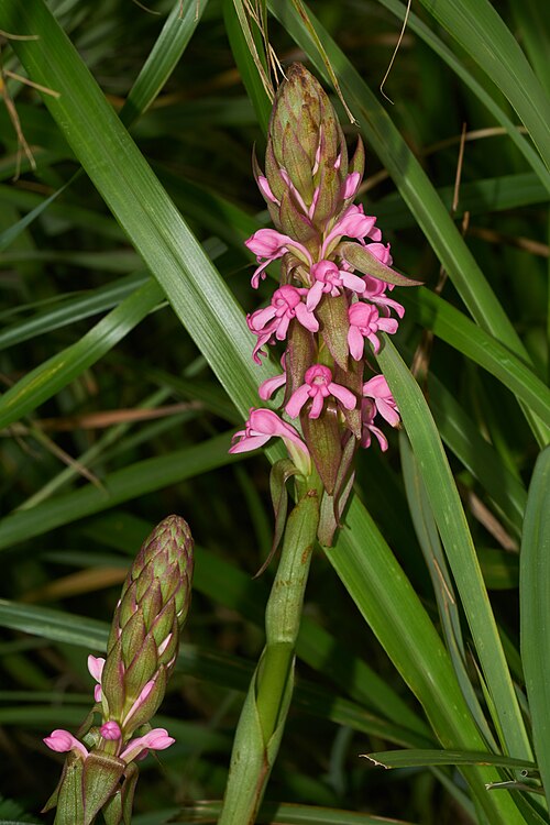 Satyrium nepalense in Silent Valley National Park