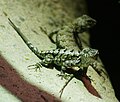 Southern fence lizard