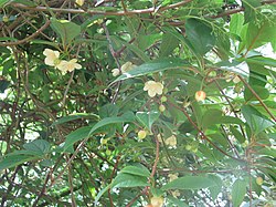 Idänpalsamiköynnös (Schisandra chinensis)