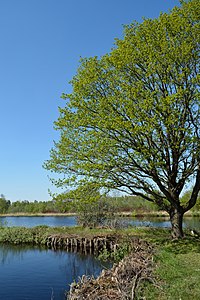 Schleswig-Holstein, Heide, Ostroher-Süderholmer Moor NIK 0141.JPG