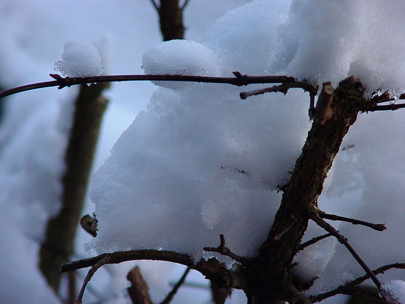 File:Schnee in Busch 8498.jpg