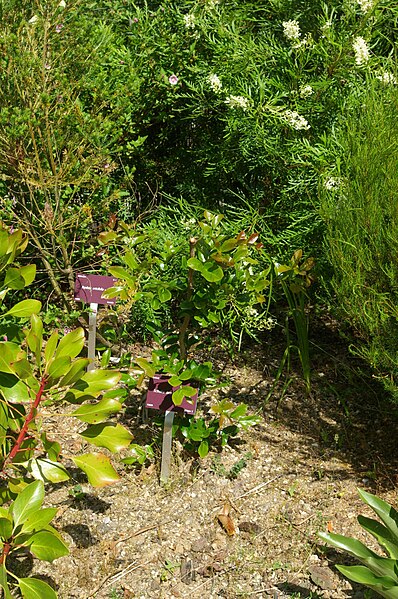 File:Schotia brachypetala, Conservatoire botanique national de Brest 02.jpg