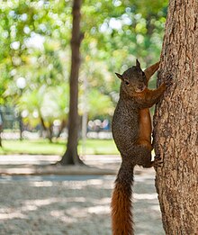 Sciurus granatensis