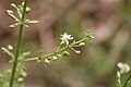 Scoparia dulcis, deukeut F.Cl. de Patako, Senegal