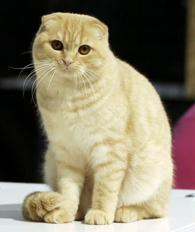 Scottish Fold – Wikipédia, a enciclopédia livre