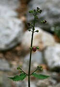 Scrophularia scopolii