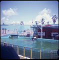 Sea-Arama Marineworld Texas, Orca Whale Show, Circa 1973, Featured on: Sea-Arama Marineworld