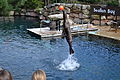 Zeeleeuwenshow in Sea Lion Bay