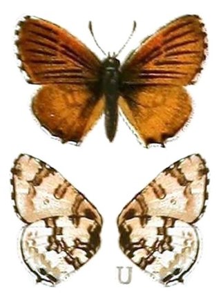 <i>Uranothauma falkensteini</i> Species of butterfly