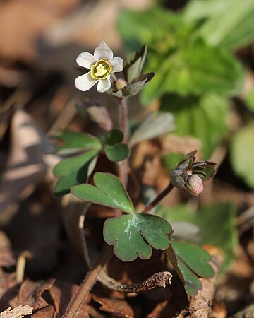 Semiaquilegia adoxoides