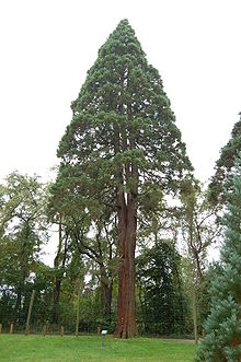 Sequoiadendron giganteum Giant Sequoia Tyler Arboretum 2000px.jpg