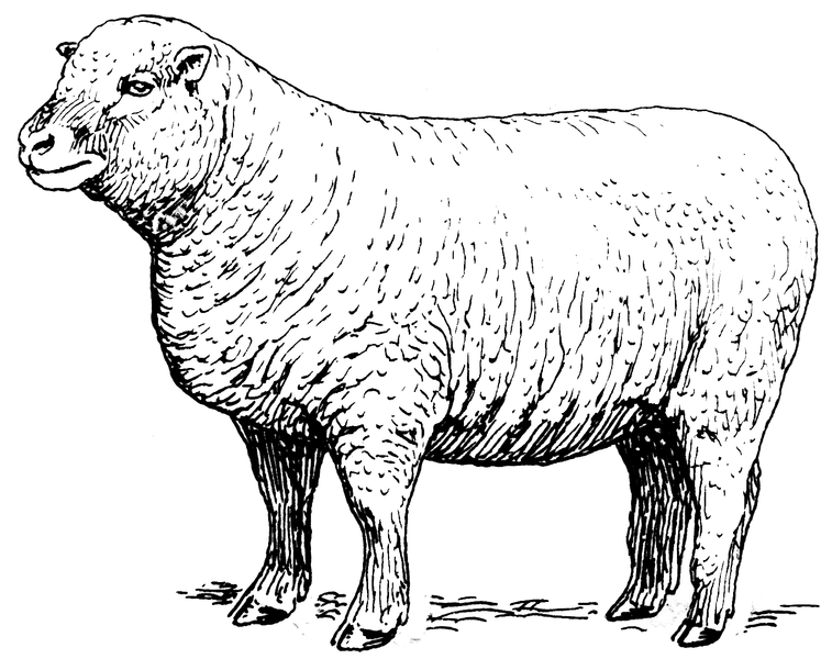 File:Sheep 2 (PSF).png