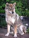 Shikoku dog.jpg