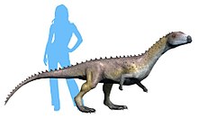Restoration of Sillosuchus longicervix, size based on the holotype individual Sillosuchus longicervix life restoration.jpg