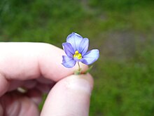 Sisyrinchium Pruinosum.jpg