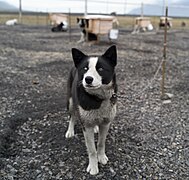 Sled dogs of Svalbard