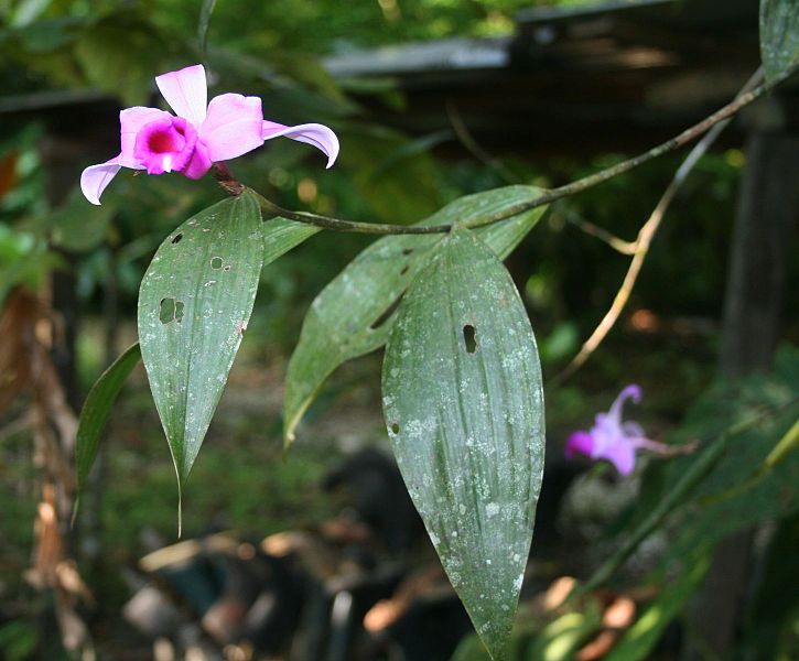 File:Sobralia decora 1.jpg