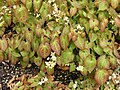 Epimedium