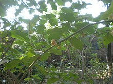 Solanum rudepannum 1c.JPG