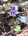 Čeština: Dřípatka horská (Soldanella montana), okolí horního toku Pěkného potoka (Wunderbach) na východních svazích Křemelné, Šumava. English: Soldanella montana (Mountain snowbell), Pěkný potok on an east slopes of mountain Křemelná, Bohemian Forest.