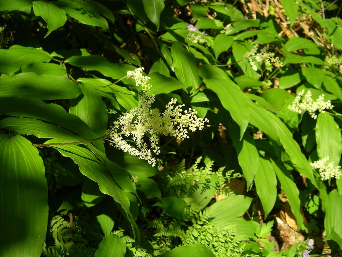 舞鹤草属