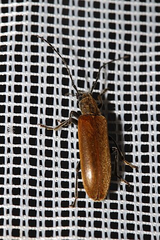 <i>Sparedrus</i> Genus of beetles