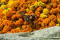 Sparrow in Malik Ghat Flower Market, Kolkata, 1 April 2019.jpg