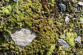 Sphagnum inundatum