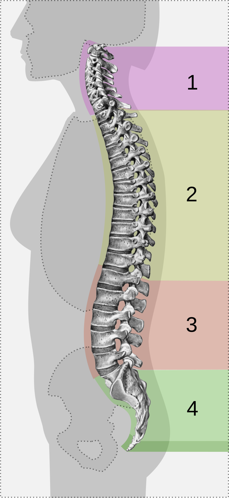 vertebral column numbered