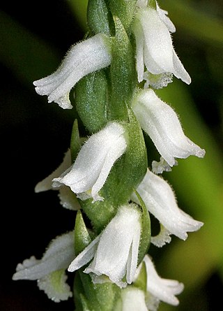 <i>Spiranthes triloba</i> Species of orchid