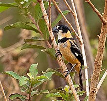 Sporophila collaris -Dourados, Mato Grosso do Sul, Brezilya -male-8.jpg