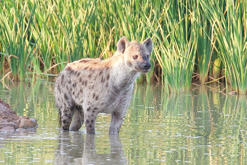 File:Spotted hyena - Addo Elephant National Park (33948058355).jpg