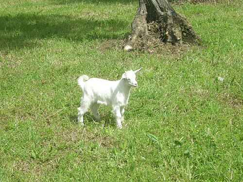 Spring goat