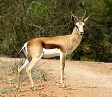 Springbok male.jpg