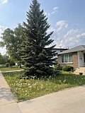 Миниатюра для Файл:Spruce on the front lawn in Winnipeg.jpg