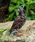 Thumbnail for File:Starling in CP (54070).jpg