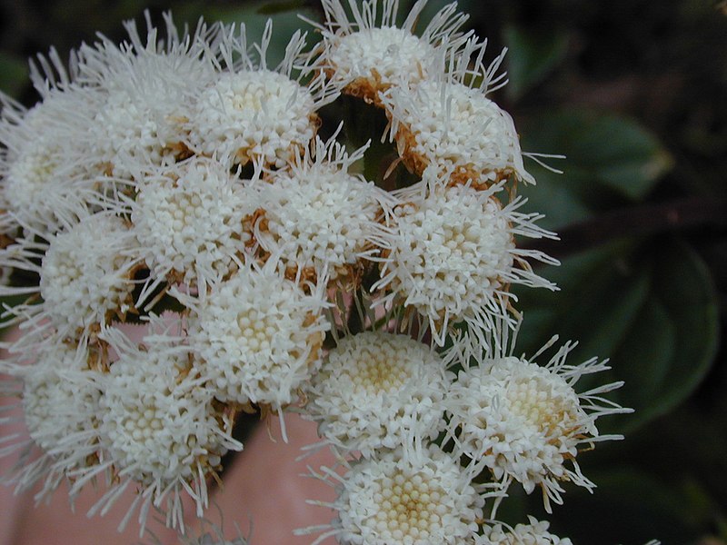 File:Starr-030405-0060-Ageratina adenophora-flowers-Makawao Forest Reserve-Maui (24603290636).jpg